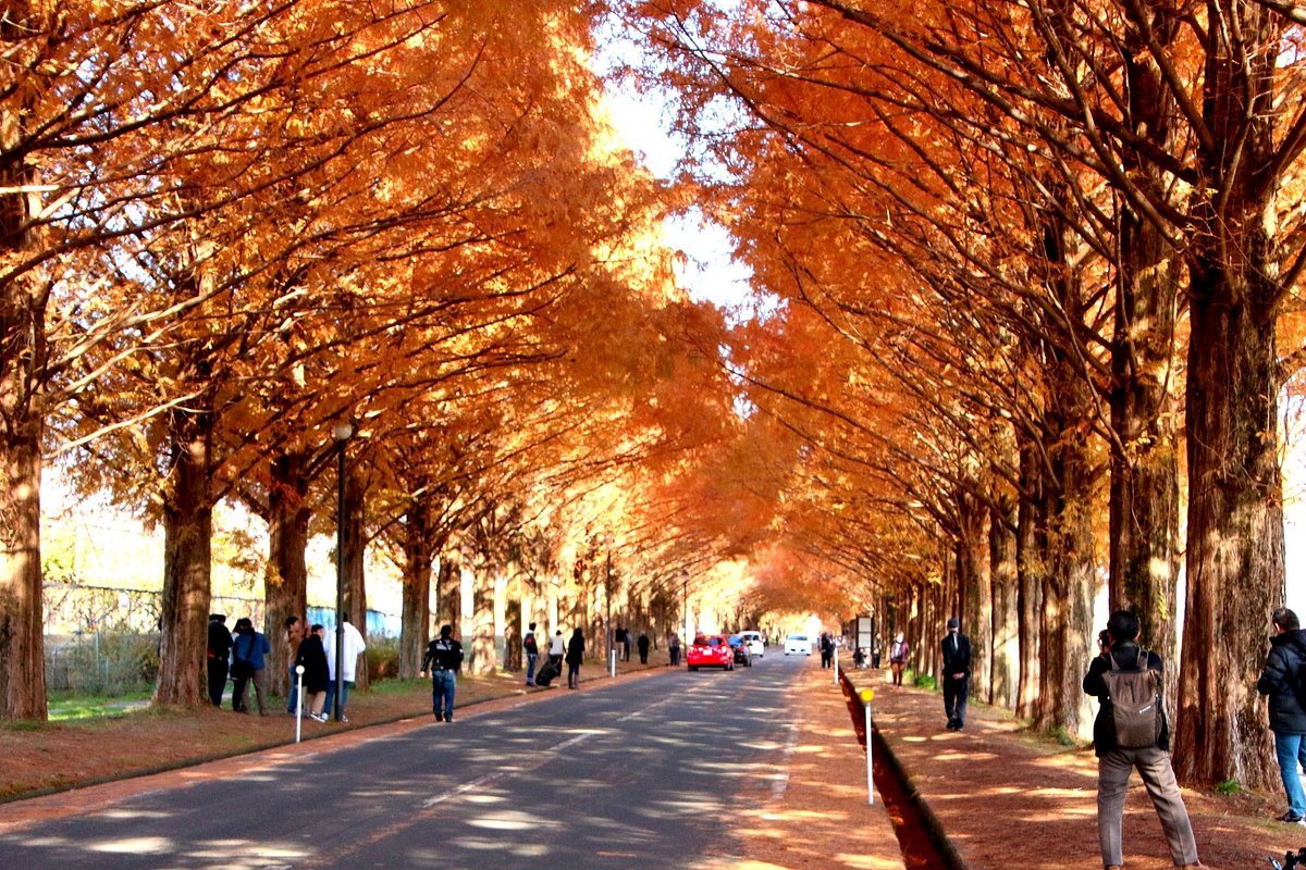🌳 지쿠호 녹지(지쿠호료쿠치) 이미지 7